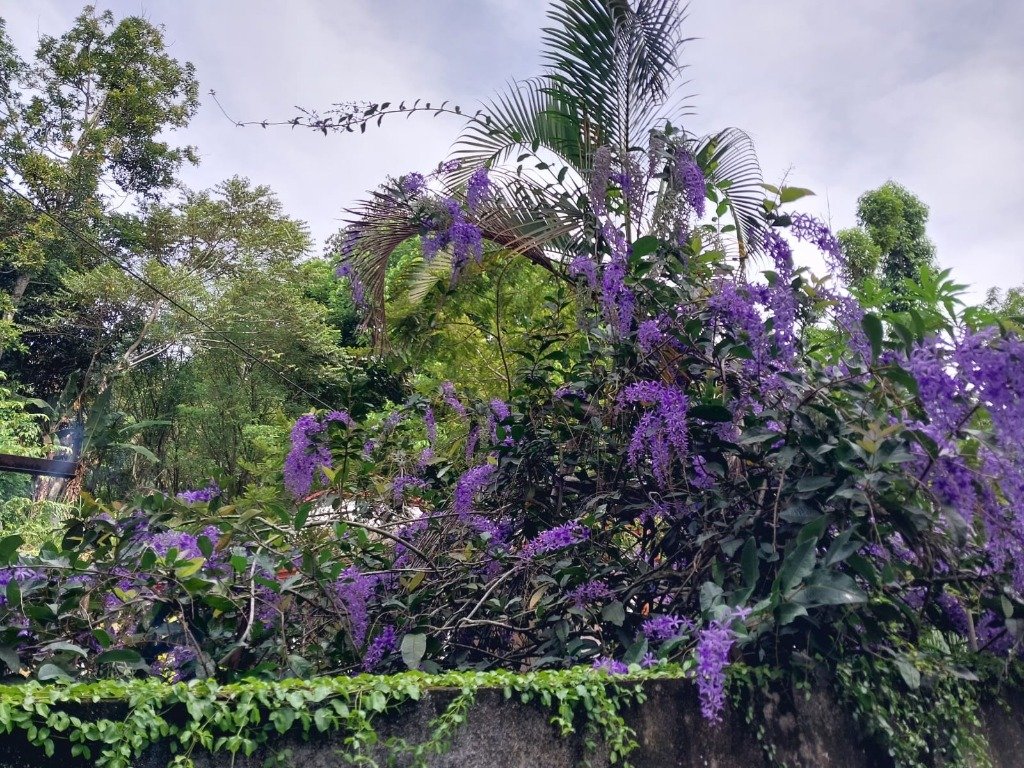 Lush herb garden with purple flowers on Waterfall Road, Ella
